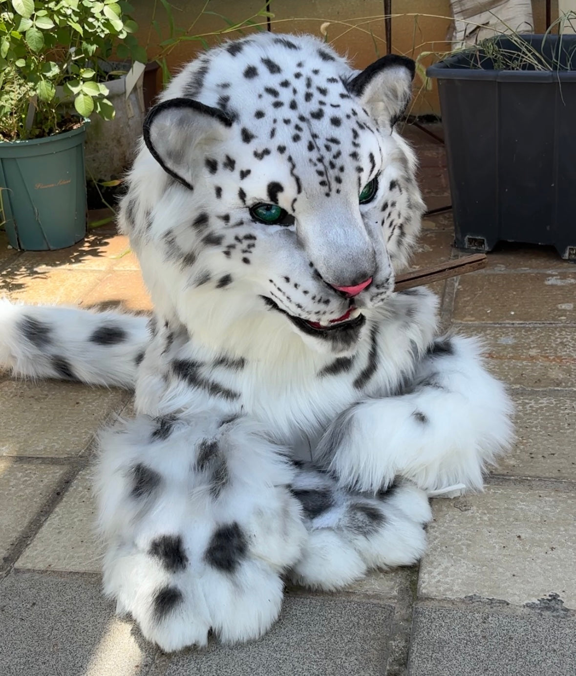 [Premade] Realistic fursuit head movable jaw snow leopard with paws and tail cosplay costume mask