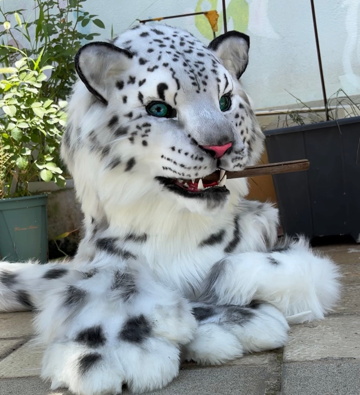 [Premade] Realistic fursuit head movable jaw snow leopard with paws and tail cosplay costume mask
