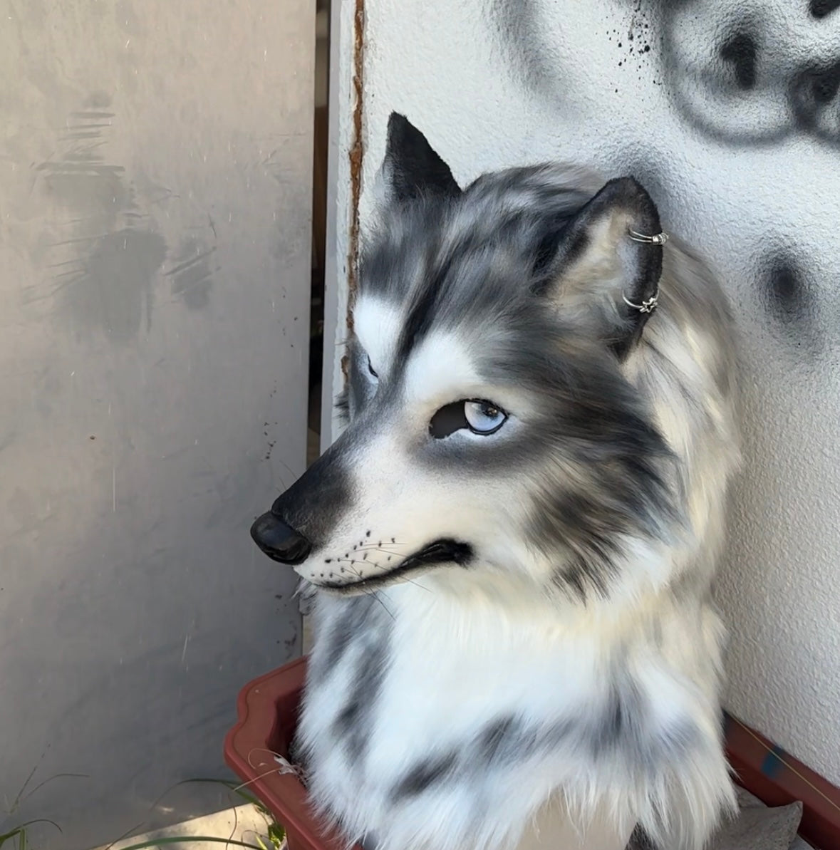 [Premade]Realistic fursuit headpiece movable jaw wolf head halloween cosplay mask furry costume accessories