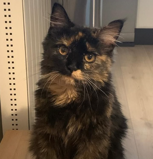 commissions order 30% payment